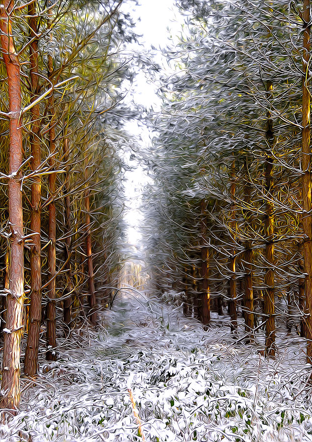 Winter Forest Digital Art by Svetlana Sewell