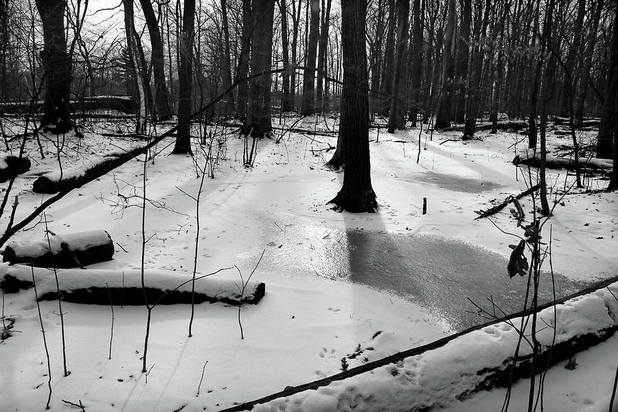 Winter Forest with Ice 2 Photograph by Mary Bedy