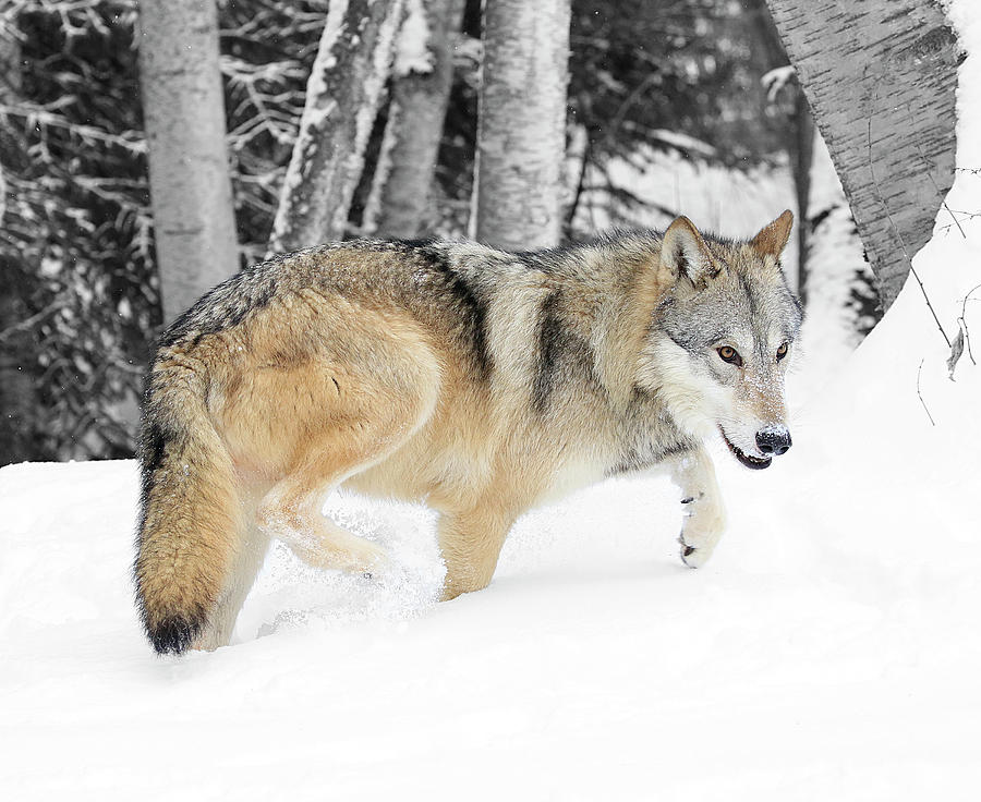 Wolves Photograph - Winter Forest Wolf by Steve McKinzie
