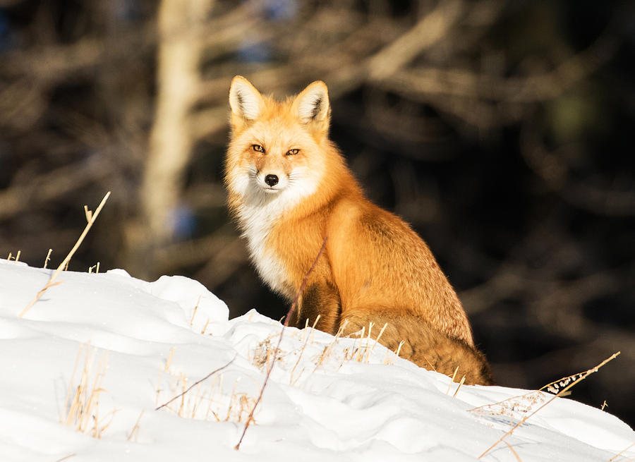 Winter Fox #1 Photograph by Mindy Musick King