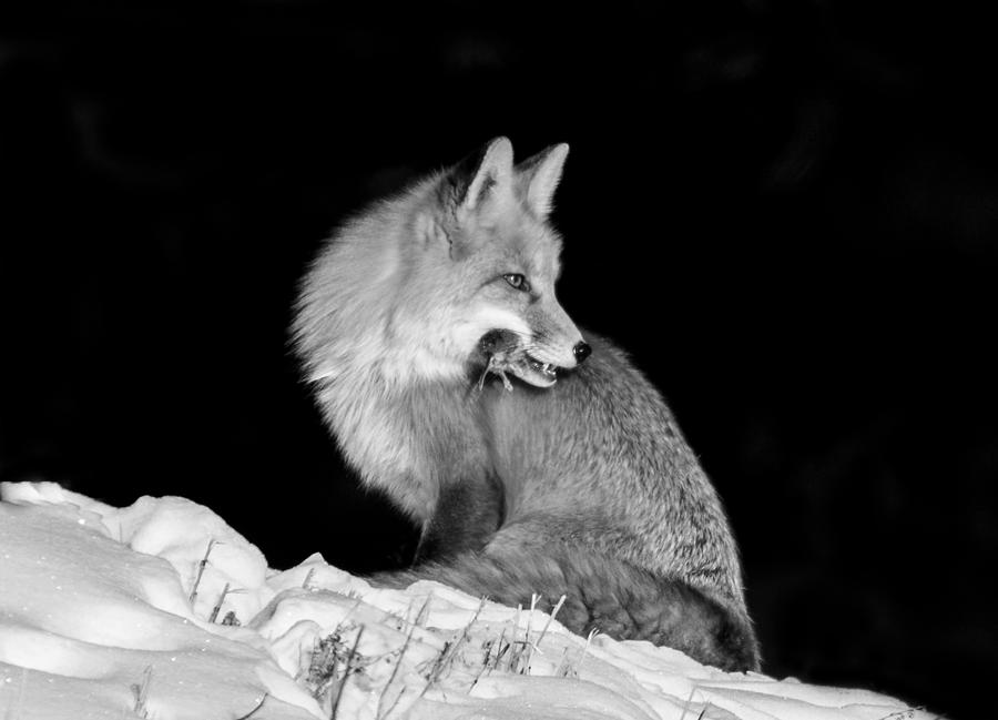 Winter Fox #2 Black and White Photograph by Mindy Musick King