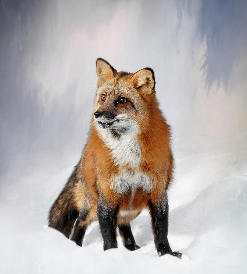 Wildlife Photograph - Winter Fox by Wes and Dotty Weber