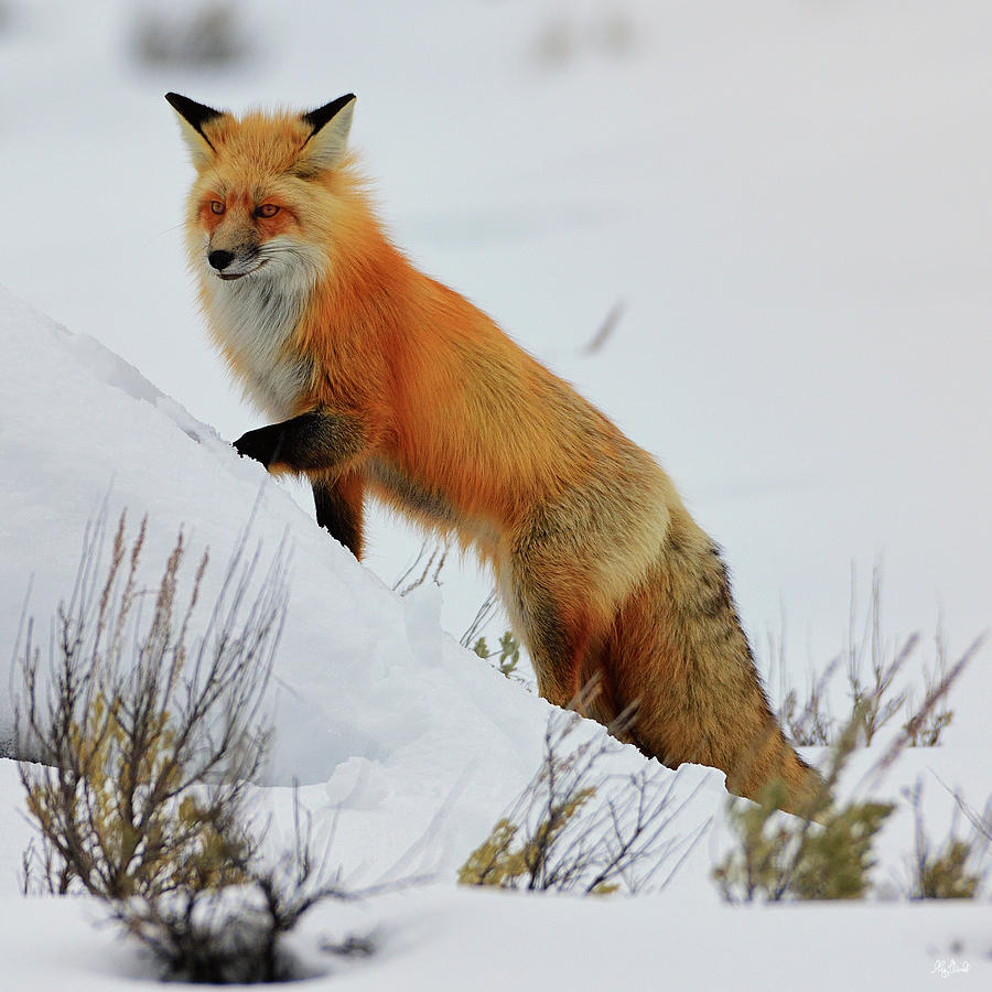 Winter Fox Photograph by Greg Norrell