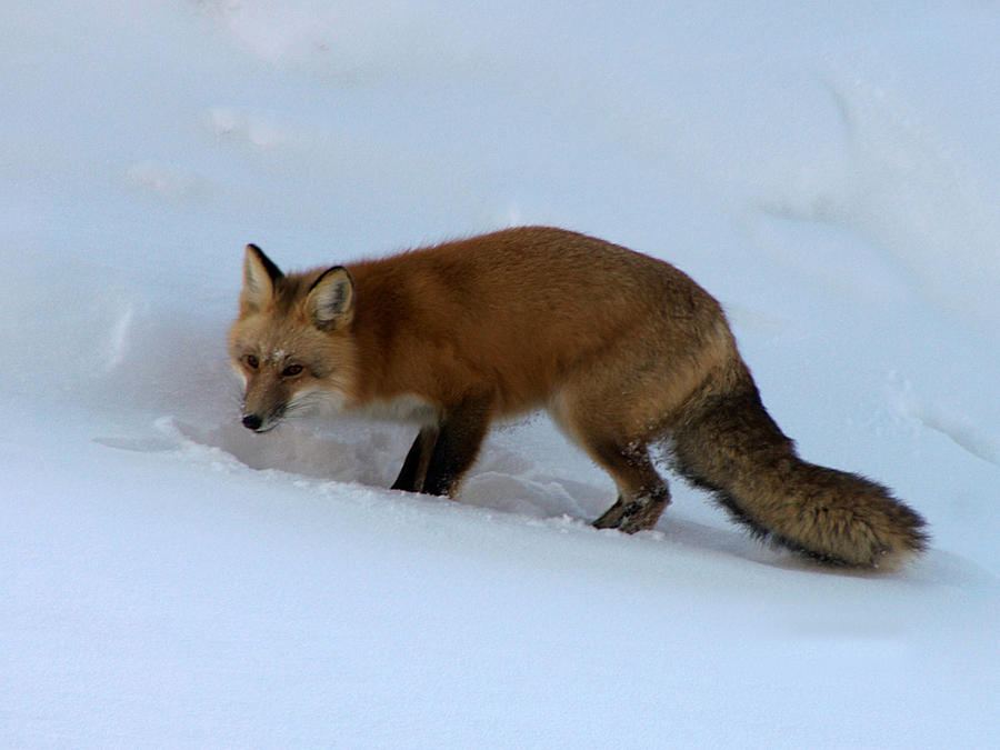 Winter Fox Photograph by Jan Chartrand - Fine Art America