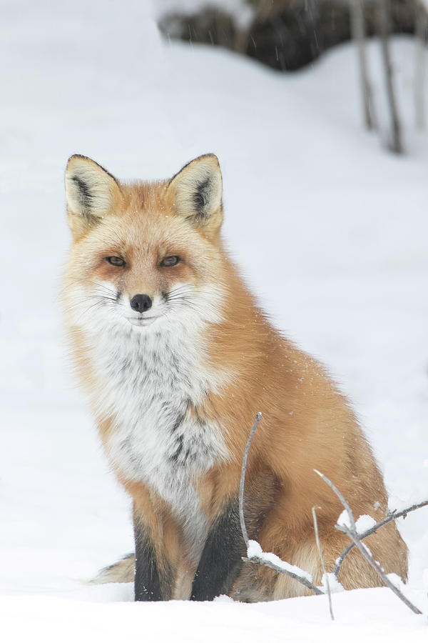 Winter Fox Photograph by Kent Keller