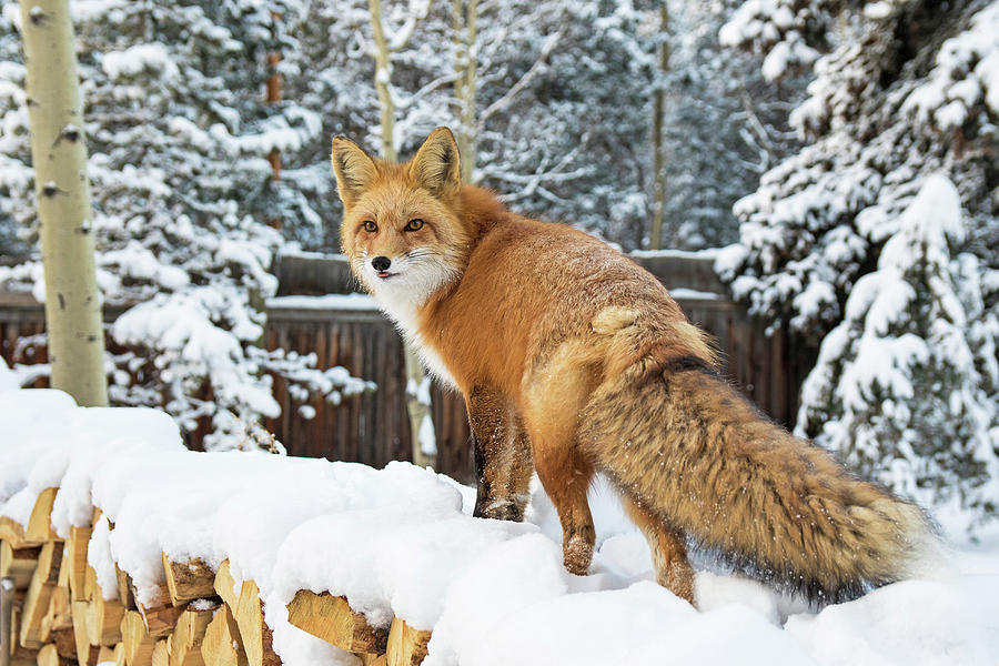 Winter Fox on Woodpile Photograph by Mindy Musick King