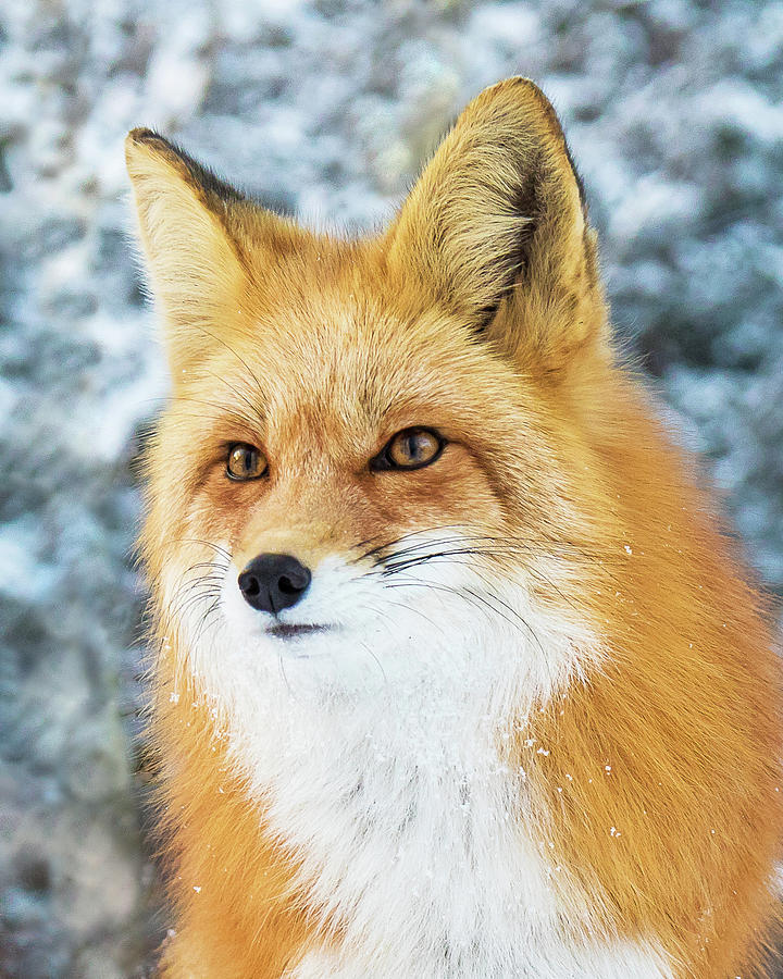 Winter Fox Portrait Photograph by Mindy Musick King