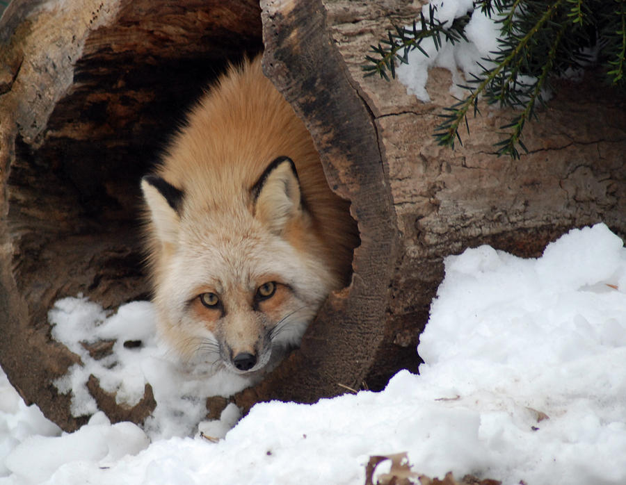 Winter Photograph - Winter fox by Richard Bryce and Family