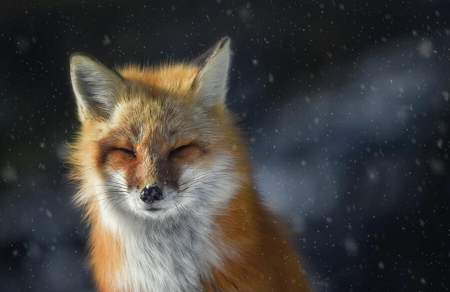 Winter Fox Photograph by Tracy Munson