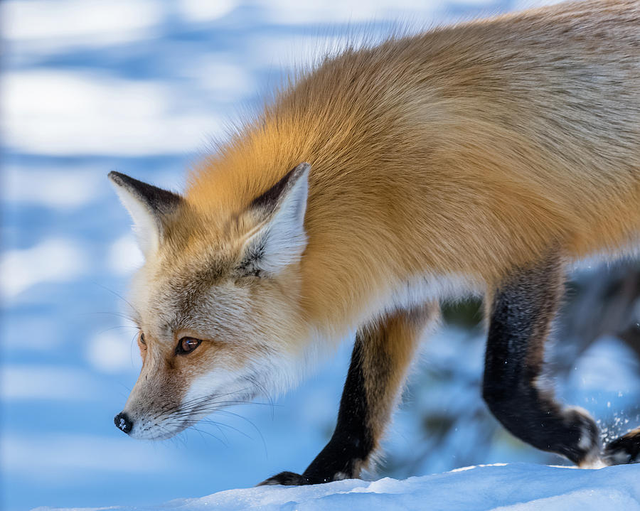 Winter Fox Trot Photograph by Yeates Photography