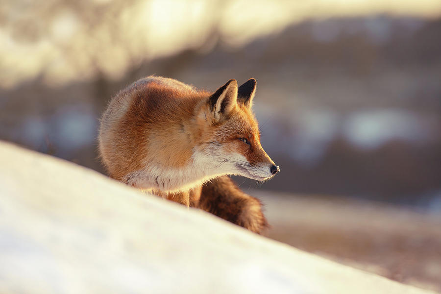 Winter Photograph - Winter Fox Warmed by the Sun by Roeselien Raimond