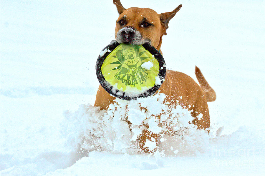 Winter Frisbee Fun Photograph by Adam Jewell