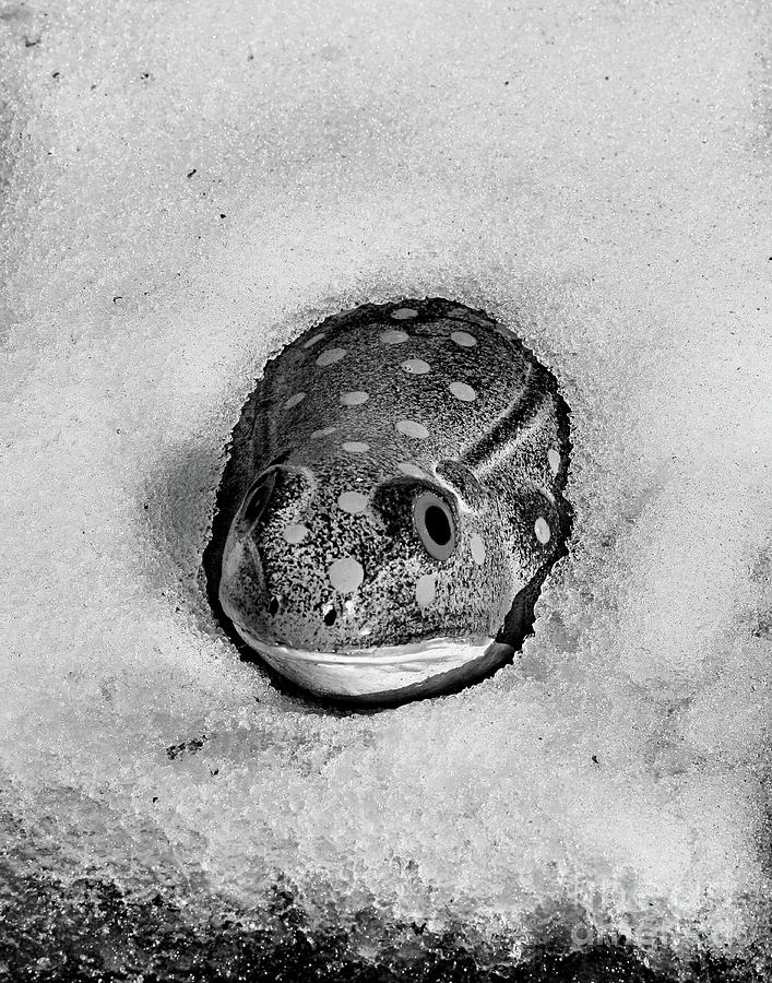 Winter Photograph - Winter Frog In Black And White by Smilin Eyes Treasures
