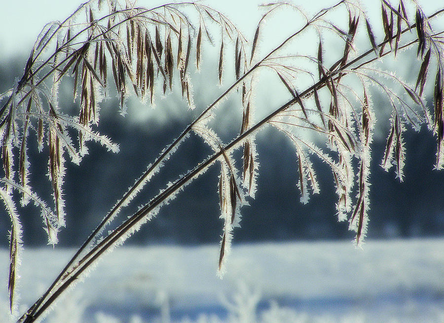 Winter Frost 4 Photograph by Scott Hovind