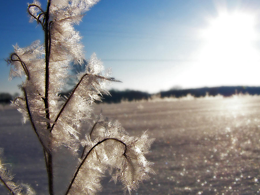 Winter Frost 5 Photograph by Scott Hovind