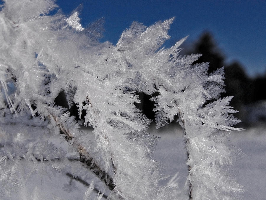 Winter Frost 6 Photograph by Scott Hovind