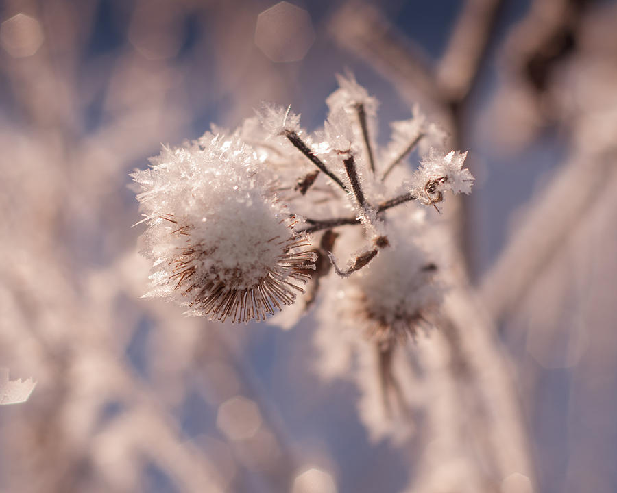 Winter Frost Photograph by Miguel Winterpacht