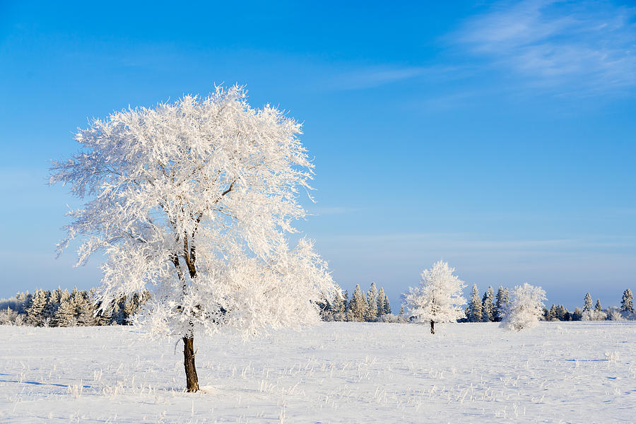 Winter Frostland Photograph by Nebojsa Novakovic