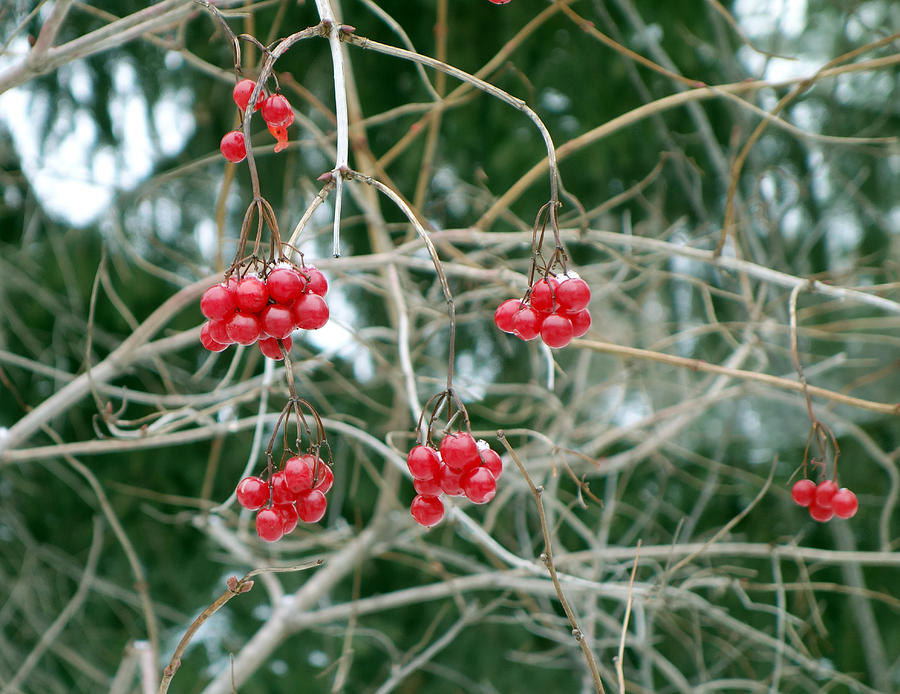 Winter Fruit Photograph by Robert Meyers-Lussier