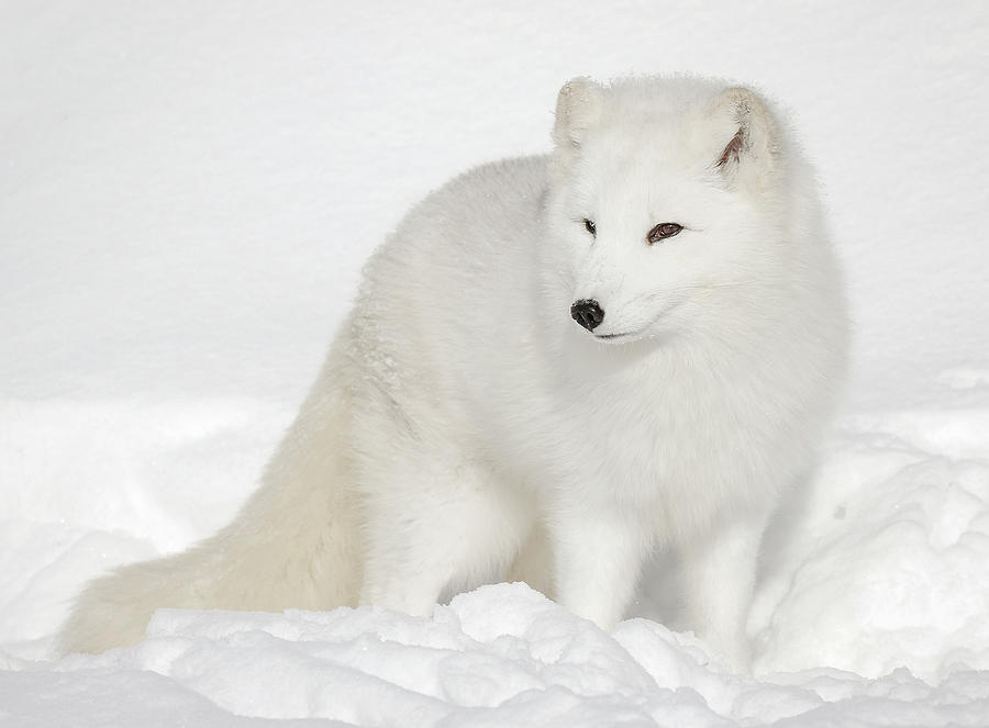 Winter Fur Coat Arctic White fox Photograph by Athena Mckinzie