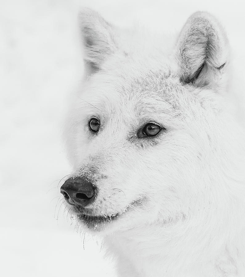 Winter Fur Coat Photograph by Athena Mckinzie