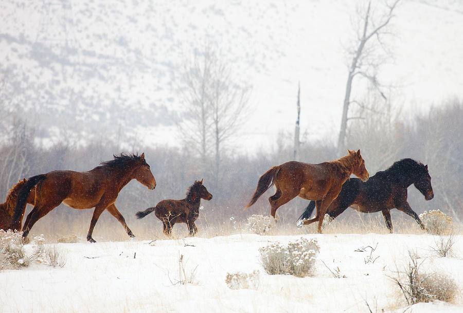Winter Gallop Photograph by Michael Dawson