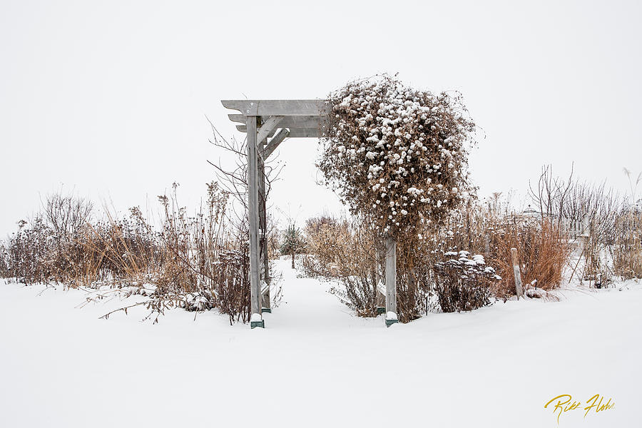 Winter Garden Photograph by Rikk Flohr
