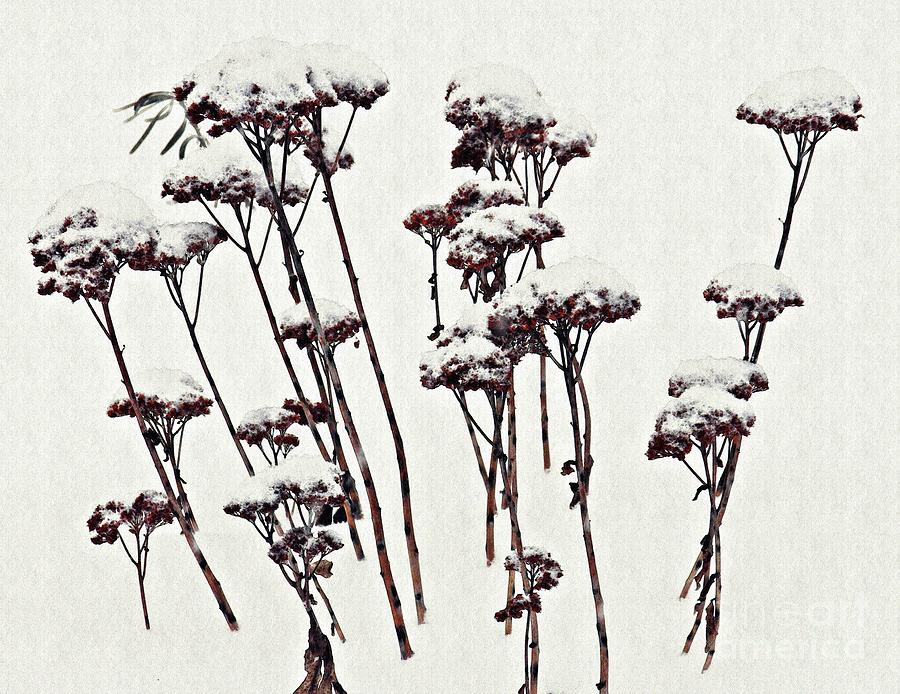 Winter Photograph - Winter Garden by Sarah Loft
