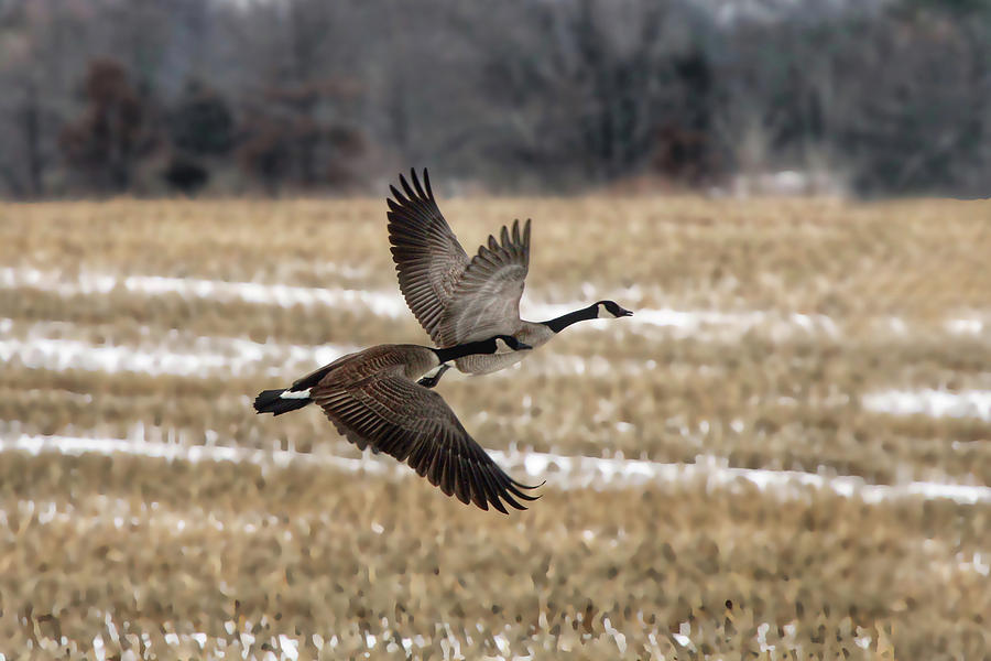 Winter Geese Photograph by Jackson Pearson