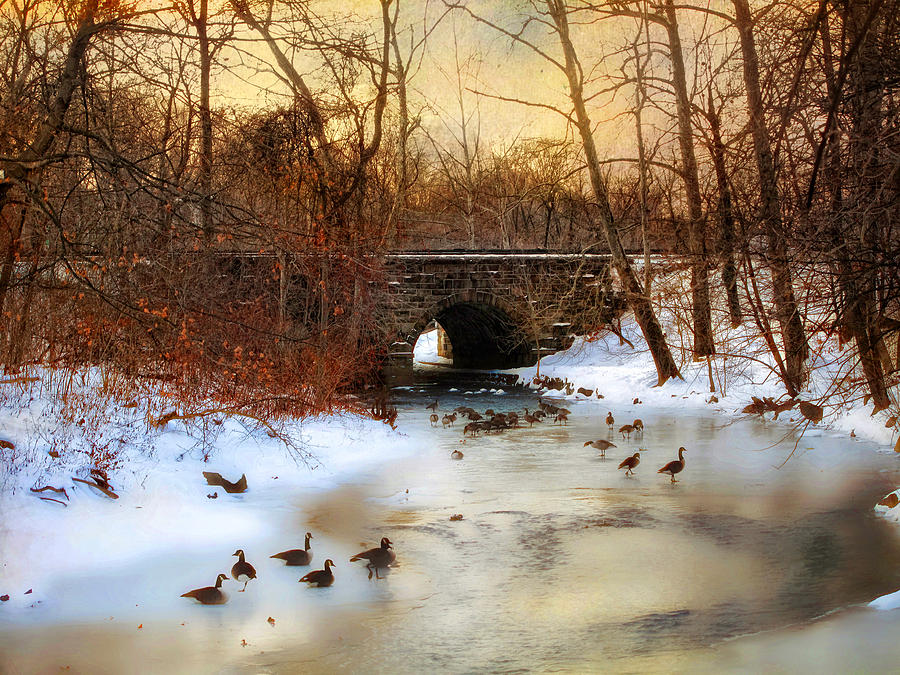 Winter Geese Photograph by Jessica Jenney