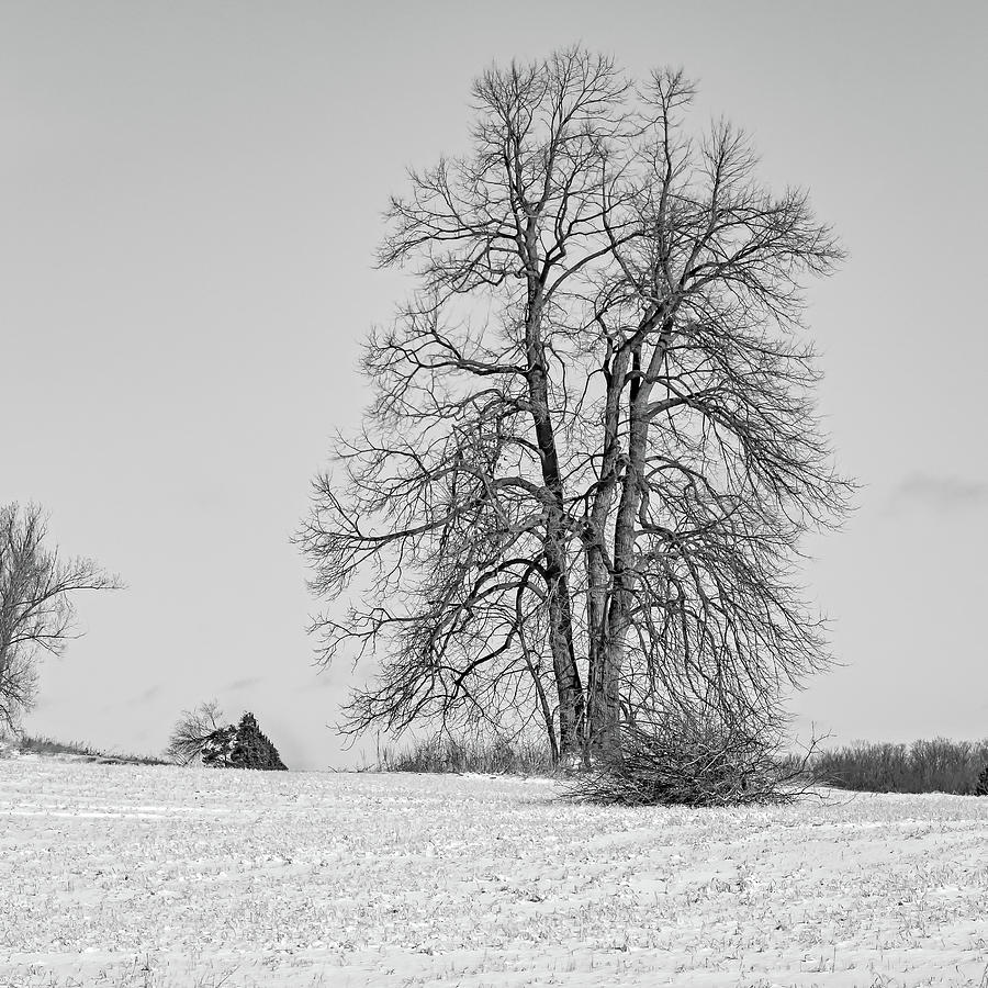 Winter Giant bw Photograph by Steve Harrington