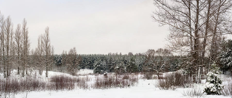 Christmas Photograph - Winter glade under snow. by Vadzim Kandratsenkau