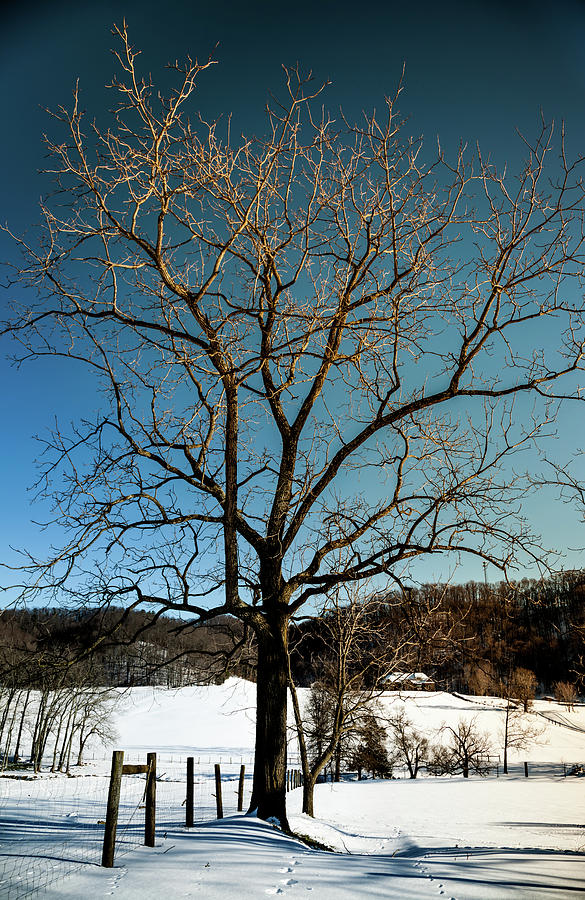 Winter Trees Photograph - Winter Glow by Karen Wiles