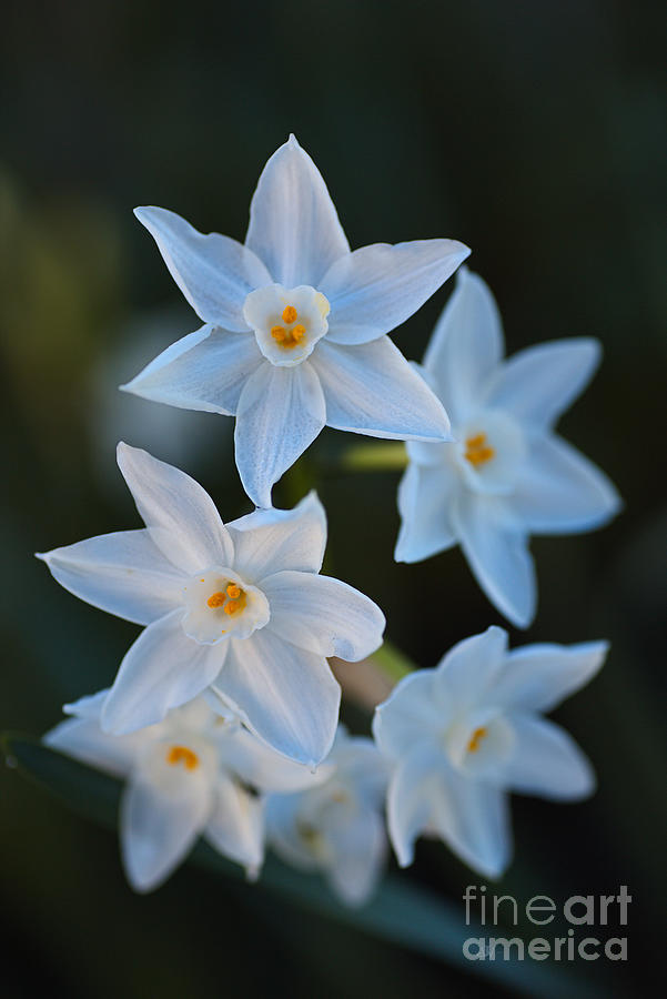 Winter Glow of Paperwhite Flowers Photograph by Joy Watson