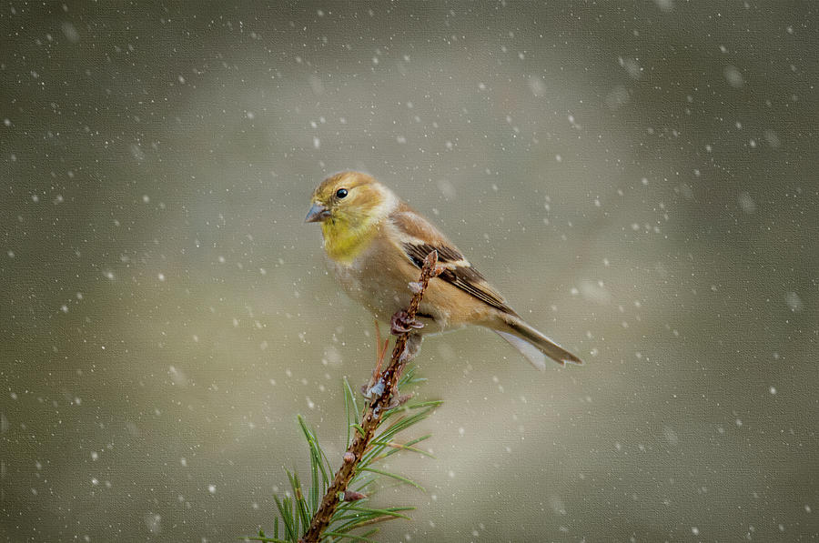 Winter Goldfinch Photograph by Cathy Kovarik