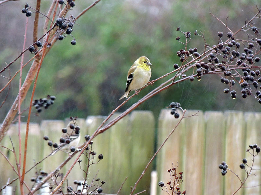 Winter Goldfinch in the Rain Photograph by Jayne Wilson