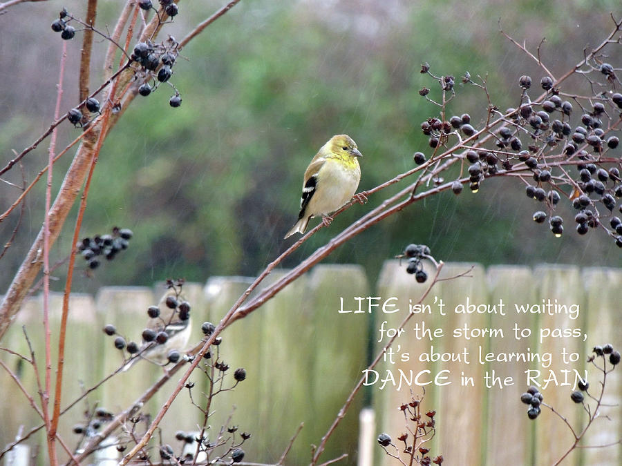 Winter Goldfinch in the Rain with Quotation Photograph by Jayne Wilson