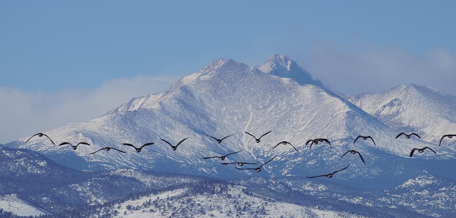 Winter Goose in Flight Photograph by Dennis Boyd