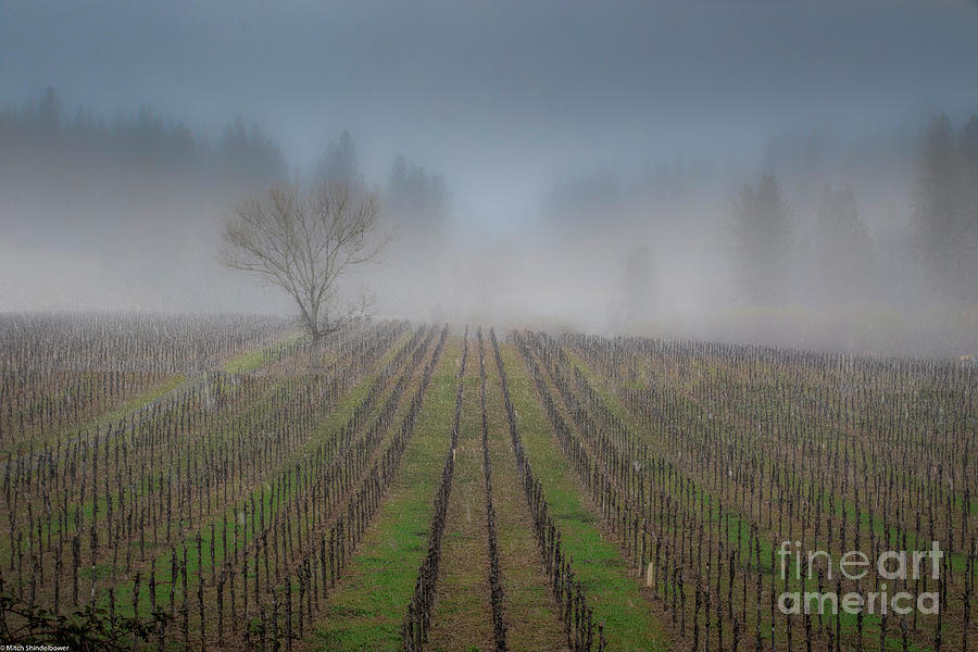 Grape Photograph - Winter Grapes by Mitch Shindelbower