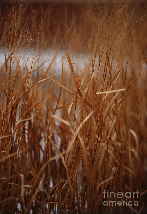 Winter Grass - 1 Photograph by Linda Shafer