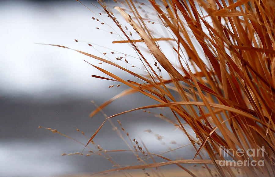 Winter Grass - 2 Photograph by Linda Shafer