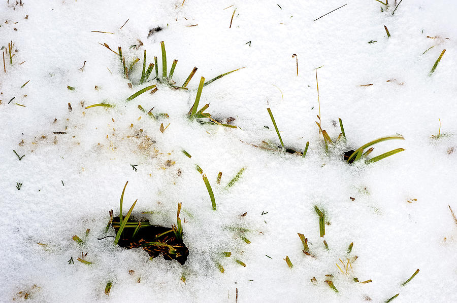 Winter Photograph - Winter Grass 6 by Greg  Plachta