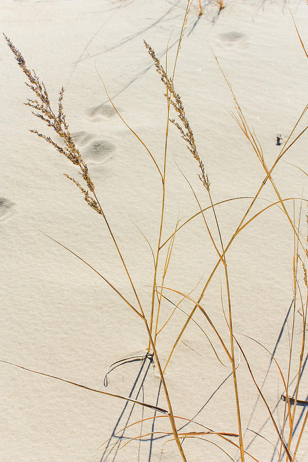 Winter Grass at the Dunes Photograph by Joni Eskridge