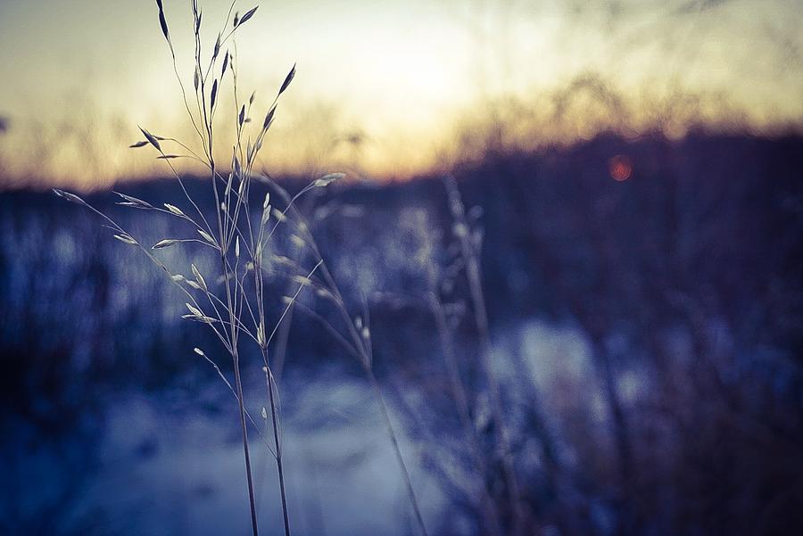 Winter Grass Photograph by Desmond Raymond