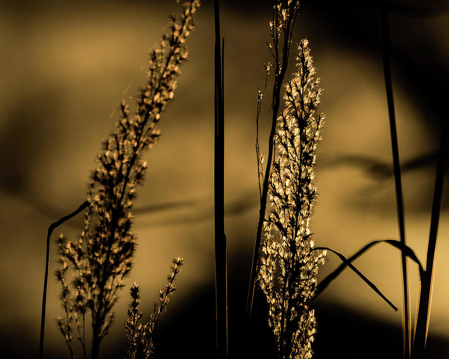 Winter Grass Photograph by Jay Stockhaus