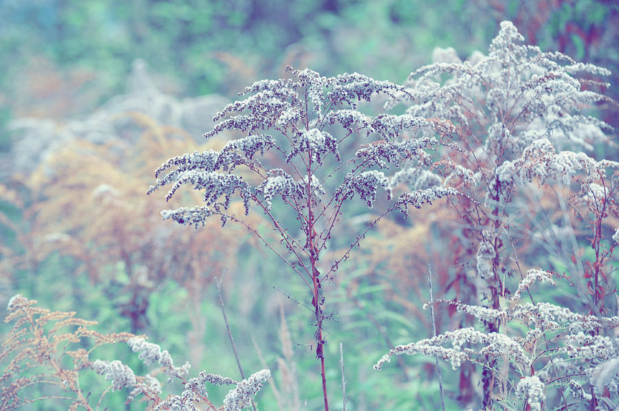 Winter Grass Photograph by Jenny Rainbow