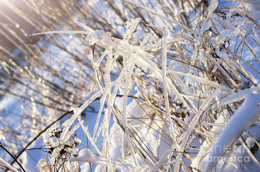 Winter Grass Photograph by Konstantin Sevostyanov