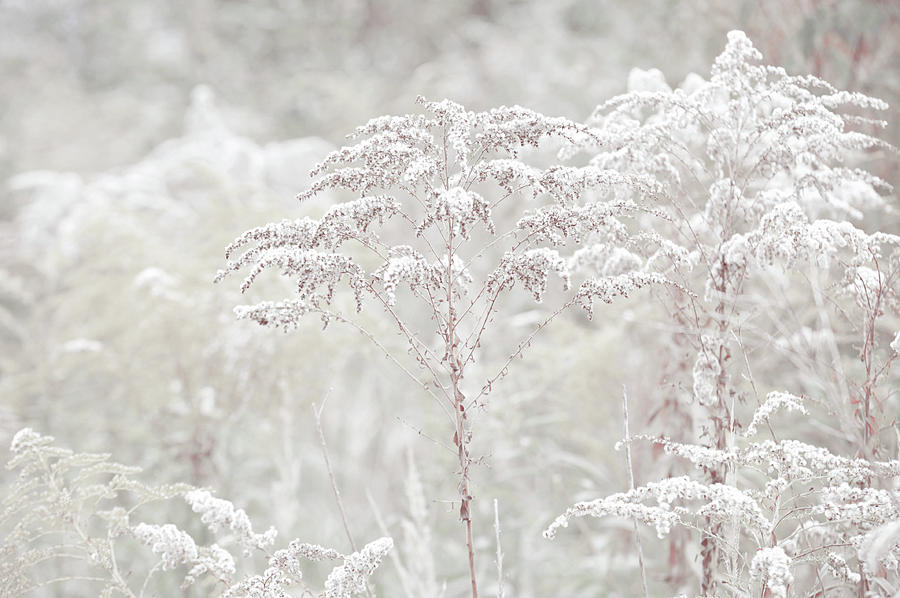 Winter Grass Light Photograph by Jenny Rainbow