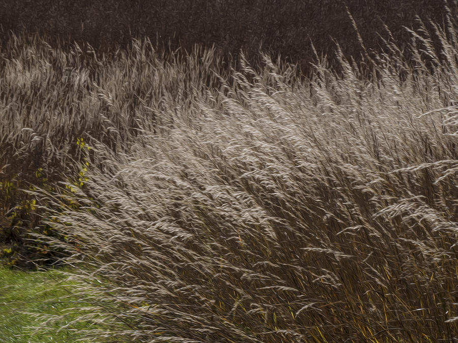 Winter Grass Photograph by Paul Ross