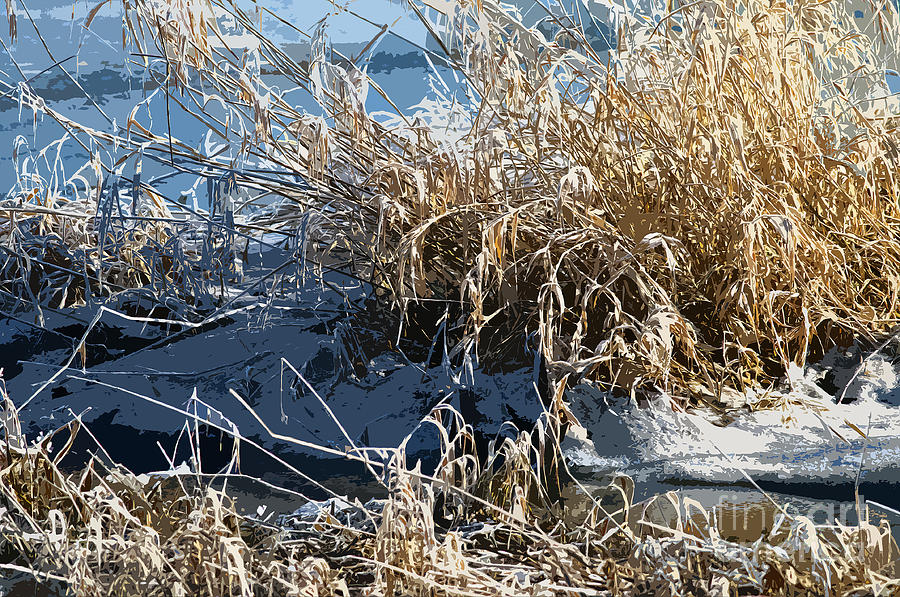 Winter Grass Photograph by Sharon Talson